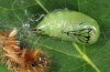 Actornis l-nigrum: Pupa (e.l. eastern Swabian Alb, Southern Germany) [S]