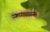 Actornis l-nigrum: Half-grown larva (eastern Swabian Alb, Southern Germany, September 2010) [S]