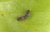 Lymantria monacha: Young larva (Ticino, Isone, May 2013) [M]