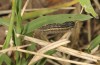 Penthophera morio: Half-grown larva (Lower Austria, Klein-Pöchlarn, early May 2017) [N]