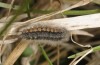 Penthophera morio: Halbwüchsige Raupe (Niederösterreich, Klein-Pöchlarn, Anfang Mai 2017) [N]