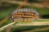 Penthophera morio: Larva (Lower Austria, Klein-Pöchlarn, early May 2017) [N]