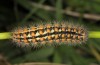 Penthophera morio: Weibliche Raupe (Niederösterreich, Klein-Pöchlarn, Anfang Mai 2017) [N]