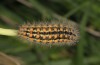Penthophera morio: Female larva (Lower Austria, Klein-Pöchlarn, early May 2017) [N]