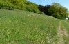 Penthophera morio: Larval habitat (Lower Austria, Klein-Pöchlarn, early May 2017) [N]