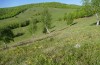Orgyia recens: Habitat (Rumänien, Großraum Cluij-Napoca, Anfang Mai 2021) [N]