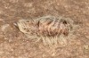 Ocneria rubea: Male pupa, cocoon removed (e.l. rearing, Spain, Monegros, larva in early May 2022) [S]