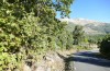 Ocneria rubea: Larval habitat with Quercus pyrenaica (Spain, Sierra de Gredos, mid-October 2021) [N]