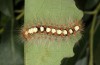 Leucoma salicis: Larva (France, Hautes Alpes, P.N. des Écrins, mid-June 2017) [S]