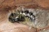 Leucoma salicis: Männliche Puppe (e.l. Hautes-Alpes, P.N. des Écrins, Raupe Mitte Juni 2017) [S]