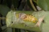 Leucoma salicis: Female pupa (e.l. rearing, France, Hautes Alpes, P.N. des Écrins, larva in mid-June 2017) [S]