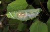 Leucoma salicis: Leaf shelter of a half-grown larva (France, Hautes Alpes, P.N. des Écrins, mid-June 2017) [M]