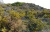 Orgyia trigotephras: Larval habitat (Cyprus, Paphos, mid-April 2017) [N]