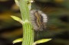 Orgyia trigotephras: Half-grown larva (Cyprus, Paphos, mid-April 2017) [M]