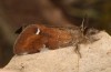 Orgyia trigotephras: Male (e.l. rearing, Spain, Candasnos, young larva in early May 2022) [S]