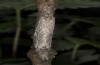 Albarracina warionis: Copula (e.l. rearing, Spain, Zaragoza, larva in late May 2018) [S]