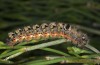 Albarracina warionis: Larva (Spain, Zaragoza, late May 2018) [M]