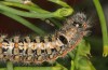 Albarracina warionis: Larva (Spain, Zaragoza, late May 2018) [M]