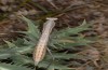 Rivetina balcanica: Larva (N-Greece, Askio mountains N Kozani, July 2011) [N]
