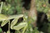 Ameles gracilis: Weibchen (Gran Canaria, Cruz de Tejeda, Anfang Januar 2019) [N]