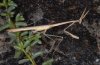 Hypsicorypha gracilis: Imago (Fuerteventura, Februar 2011) [N]