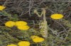 Empusa pennata: Weibchen (Spanien, Castellòn, 1000m NN, Juli 2013) [N]
