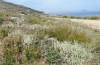 Ameles spallanzania: Habitat in Crete in early May 2013 [N]