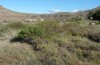 Pseudoyersinia subaptera: Habitat (Spanien, Kanarische Inseln, Gran Canaria, Barranco Arguineguin, Mitte Dezember 2016) [N]