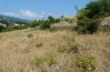 Hierodula transcaucasica: Habitat in Küstennähe südlich des Olymps (Nordgriechenland, Ende Juni 2013) [N]