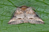Abrostola canariensis: Adult (La Gomera) [M]