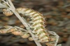 Cucullia absinthii: Larva (Sestriere, Cottian Alps, September 2012) [N]