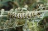 Cucullia absinthii: Larva (eastern Swabian Alb) [M]