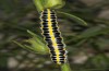Calophasia acuta: Larva (Greece, Samos Island, May 2017) [S]