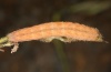 Hadena adriana: Larva (e.l. Northern Greece, July 2011) [S]
