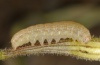 Hadena adriana: Larva in penultimate instar (e.l. Northern Greece 2011) [S]