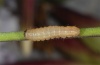 Hadena adriana: Young larva (e.l. Northern Greece, July 2011) [S]