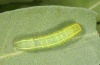 Eutelia adulatrix: Larva (Olympus, late July 2012) [M]