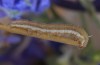 Aegle semicana: Half-grown larva (SW-Bulgaria, Melnik, late July 2015) [S]