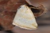 Aegle semicana: Adult (e.l. SW-Bulgaria, Melnik, larva in late July 2015) [S]