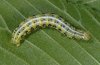 Cosmia affinis: Larva [S]