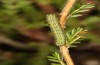 Xestia agathina: Young larva (Black Forest, March 2020) [M]