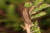 Xestia agathina: Halbwüchsige Raupe, braune Form (Schwarzwald, April 2020) [S]