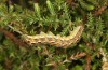 Xestia agathina: Larva (Black Forest, May 2020) [S]