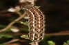 Xestia agathina: Larva (Black Forest, May 2020) [S]