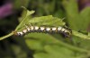 Xanthodes albago: Larva (breeding photo, 2016, material from Sardinia) [S]