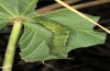 Xanthodes albago: Larva (Cyprus, Akrotiri, early November 2016) [N]