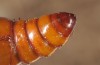 Xanthodes albago: Pupa (breeding photo, 2016, material from Sardinia) [S]
