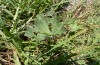 Xanthodes albago: Larvalhabitat (Zypern, Akrotiri, Anfang November 2016) [N]