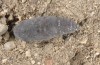 Pericyma albidentaria: Pupa (e.l. rearing, Greece, Samos Island, Psili Ammos, larva in mid-May 2017) [S]