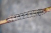 Hadena albimacula: Larva (Kanisfluh, Bregenzer Wald, 2010) [S]